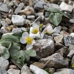 Ranunculus parnassifolius subsp. muniellensis