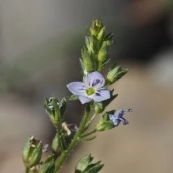 Veronica anagalloides