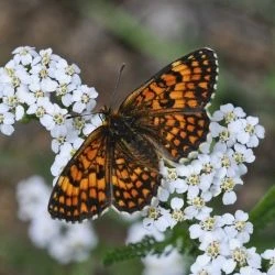 Melitaea athalia