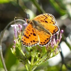 Fotografía Melitaea didyma (2 de 2)