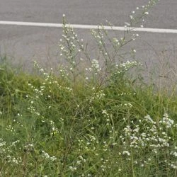 Symphyotrichum pilosum