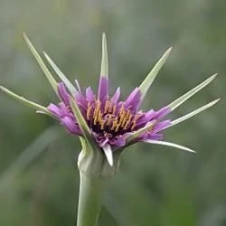 Flor, involucro