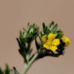 Potentilla argentea