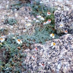 Leucanthemopsis boissieri