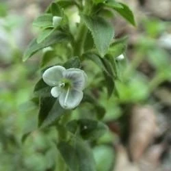 Veronica serpyllifolia