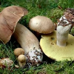 Boletus aestivalis