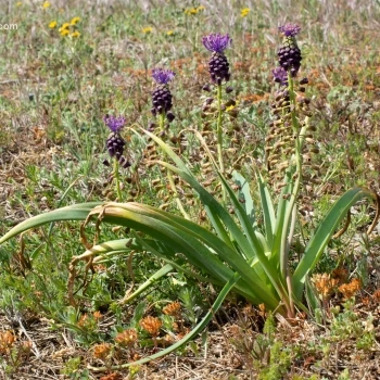 Muscari comosum