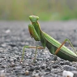 Mantis religiosa