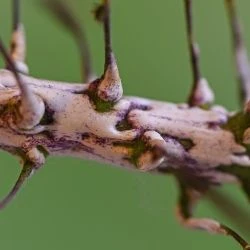 Fotografía Albugo candida (1 de 2)