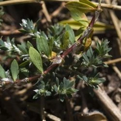 Polygonum arenastrum