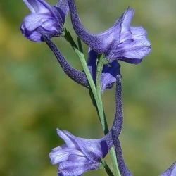 Delphinium gracile