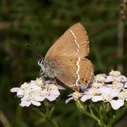 Satyrium spini