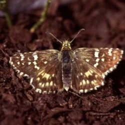 Pyrgus cirsii