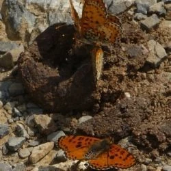 Fotografía Melitaea didyma