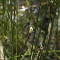 Inflorescencia