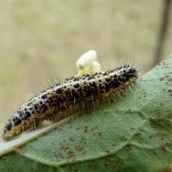 Pieris brassicae