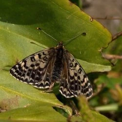 Fotografía Melitaea didyma (2 de 3)