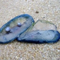 Velella velella