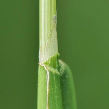 Fotografía Poa pratensis subsp. pratensis (2 de 4)