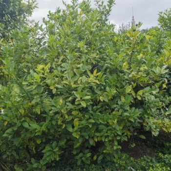 Citrus latifolia