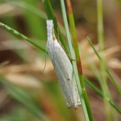 Crambus uliginosellus