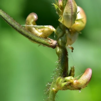 Vigna angularis (3 de 5)