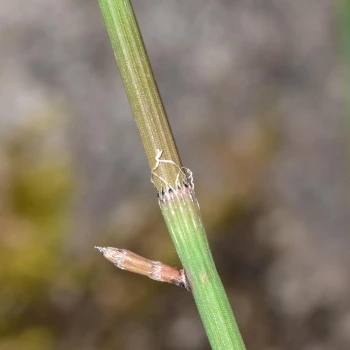 Equisetum moorei (2 de 3)