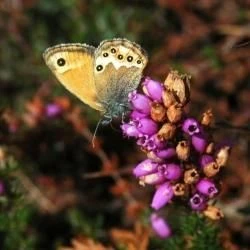 Fotografía Coenonympha dorus