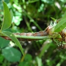 Chloantha hyperici