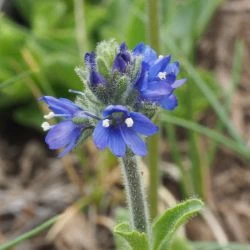 Veronica bellidioides