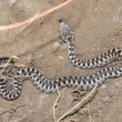 Vipera aspis (3 de 3)