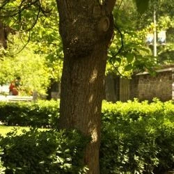 Catalpa bignonioides