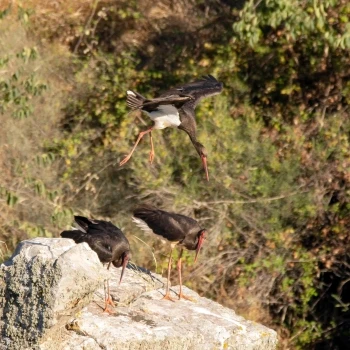 Cigüeña negra (Ciconia nigra) (3 de 6)