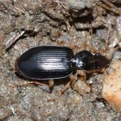 Paranchus albipes