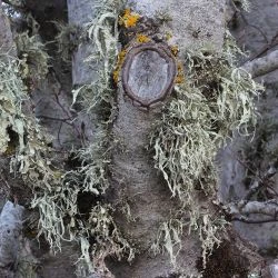 Ramalina fraxinea