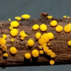 Bisporella citrina