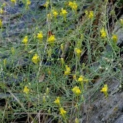 Linaria saxatilis