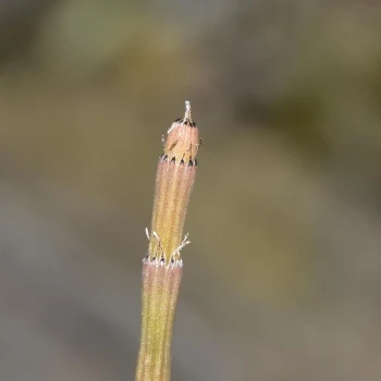 Equisetum moorei (3 de 3)