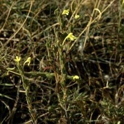 Macrosyringion longiflorum