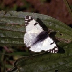 Euchloe crameri