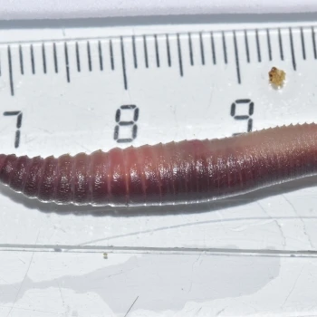 Lumbricus friendi (4 de 6)