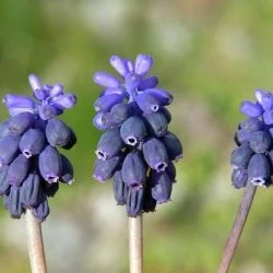 Muscari neglectum