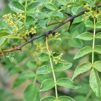 Zanthoxylum americanum