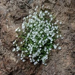 Petrocoptis pyrenaica subsp. glaucifolia