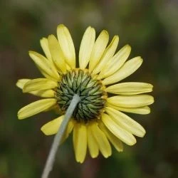 Leucanthemopsis flaveola