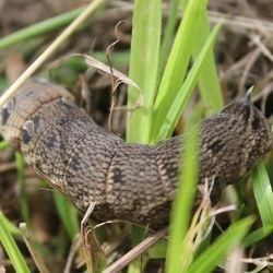 Oruga de Deilephila elpenor