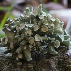 Ramalina pusilla