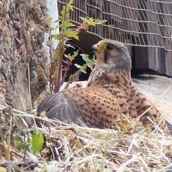 Fotografía Falco tinnunculus subsp.  canariensis (Koenig, 1890). Cernícalo común. (1 de 2)