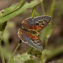 Lycaena bleusei