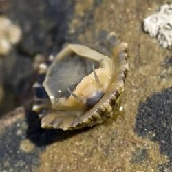 Fotografía Patella vulgata (2 de 2)